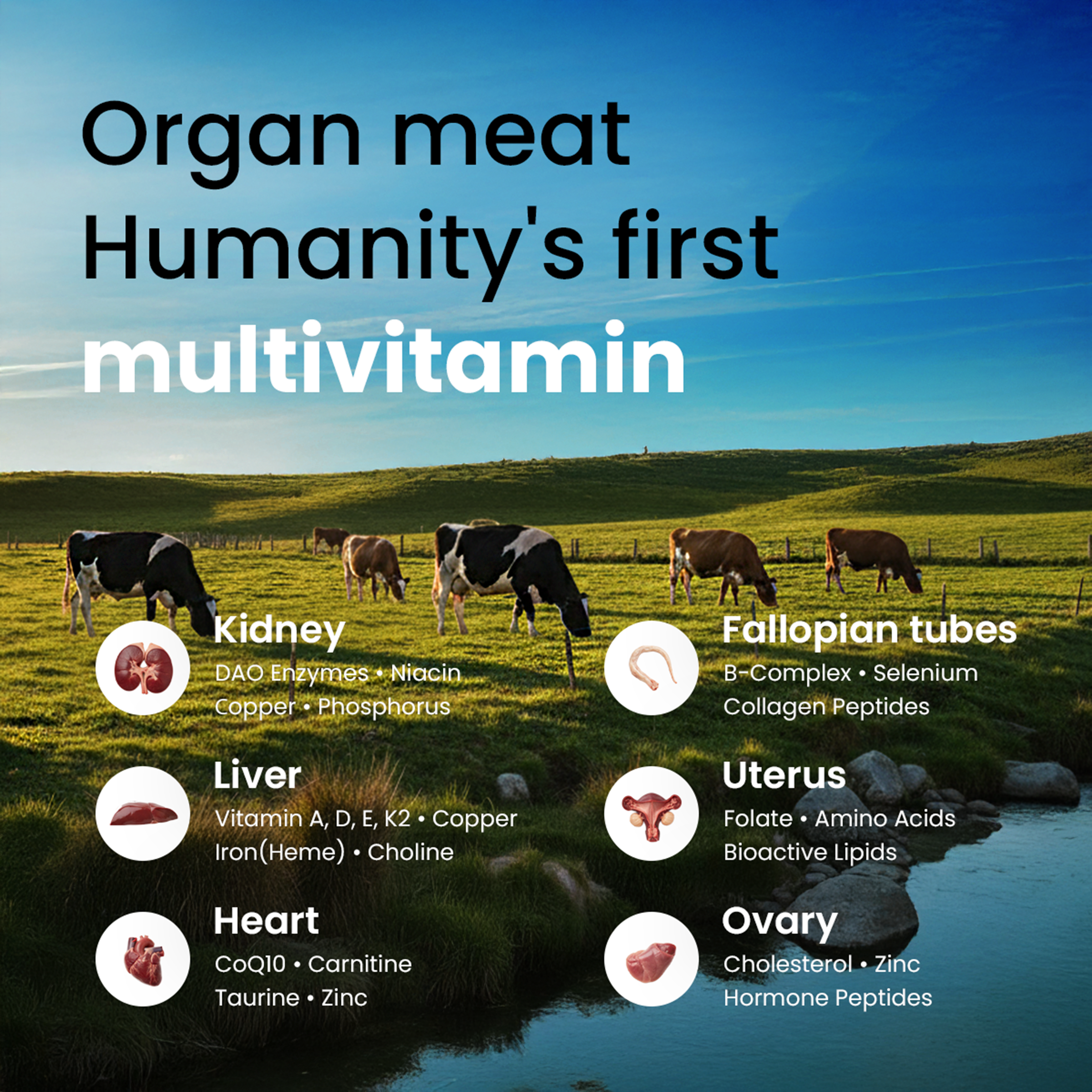 Beef Organ Supplement for Women – Liver, Uterus, Ovary, Heart, Kidney – 30+ Nutrients to Support Hormone Balance, Cycle Health, Energy, Immunity, Skin & Hair – 100% Grass Fed & 3rd Party Tested, 120ct